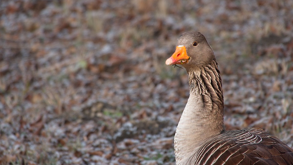 Ein schlechter Tag zum fotografieren 
